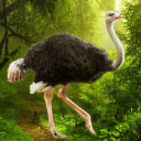 بازی The Ostrich
