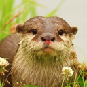 بازی The Otter