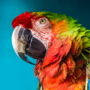 بازی The Parrot