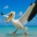 بازی The Pelican