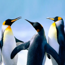 بازی The Penguin