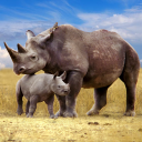 بازی The Rhinoceros