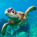 بازی The Turtle