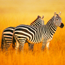 بازی The Zebra