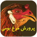 برنامه ‏‏پرورش مرغ محلی