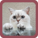 برنامه CUTE CAT WALLPAPERS