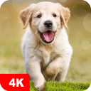برنامه Dog Wallpapers & Puppy 4K