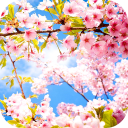 Spring Wallpaper 2024