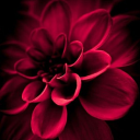 Red Flowers Wallpapers HD 2024