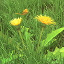 برنامه Spring Flowers 3D LWP