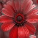 Flowers Wallpapers HD