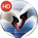 برنامه Romantic wallpaper