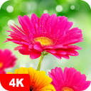 برنامه Flower Wallpapers 4K