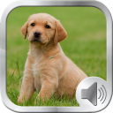 برنامه Dog Sounds Ringtones