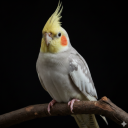 برنامه Cockatiel Sounds