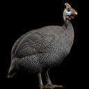 برنامه Guinea Fowl Sounds