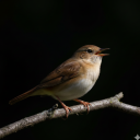 برنامه Nightingale Bird Sounds