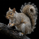 برنامه Squirrel Sounds