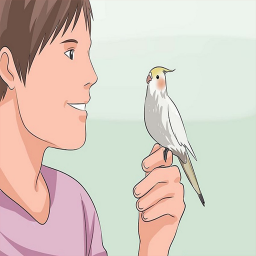 آموزش سخنگو کردن پرنده