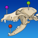 برنامه IMAIOS vet-Anatomy