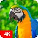 برنامه Parrot Wallpapers 4K