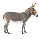 خر