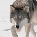 برنامه Wolf sounds