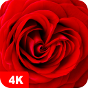برنامه Rose Wallpapers 4K