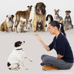 شناخت و تربیت سگ های خانگی