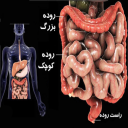 روده و مشکلات آن
