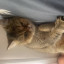 عکس کاربر - گورباح🐈✨