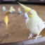 عکس کاربر - cockatiel