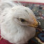 عکس کاربر - amir_abas