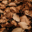 عکس کاربر - mahya.nori.78