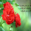 عکس کاربر - Yasin