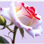 عکس کاربر - مرتضی سلمانی