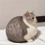 عکس کاربر - 🐈😺