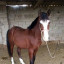 عکس کاربر -   love Horses *