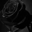 عکس کاربر - آسنات