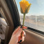 عکس کاربر - ❖💛⃟Ꭱᵃˢྎᵗᵃྎ⃟🌻❖