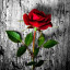عکس کاربر - omid