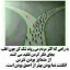 عکس کاربر - طالبی