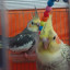عکس کاربر - چیکو و سفید برفی 🦜