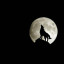 عکس کاربر - Alone Wolf