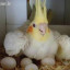 عکس کاربر - 🕊امیر مهدی🦜