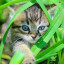 عکس کاربر - cat🌳🐈