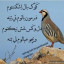 عکس کاربر - طاها قربانی