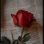 عکس کاربر - Illin Mohammadi