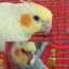 عکس کاربر - چیکو و برفی 🦜