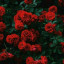 عکس کاربر - زهرا